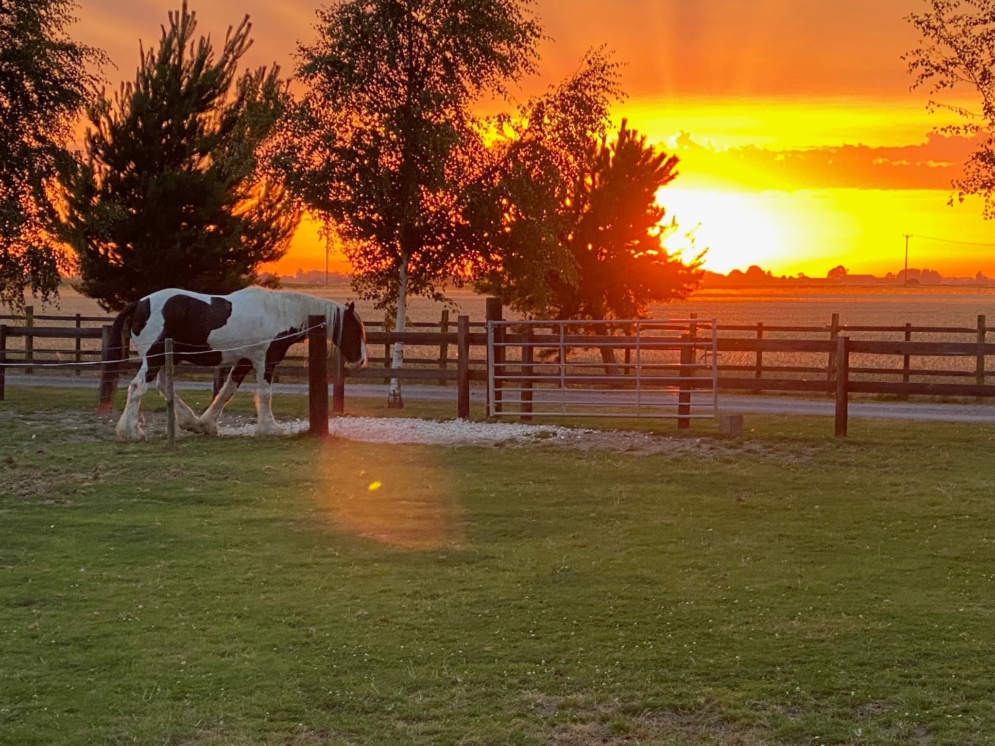 Horse at sunset at White House Farm
